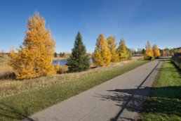 Fall trees along pond located in Spruce Grove Jesperdale community
